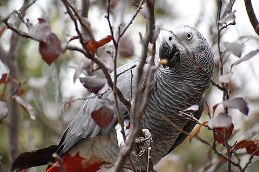 Grey Parrots: Ecosystem Protection