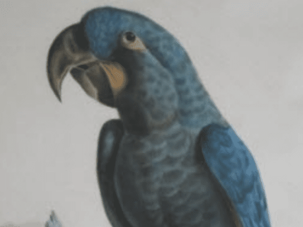 Glaucous Macaw Search