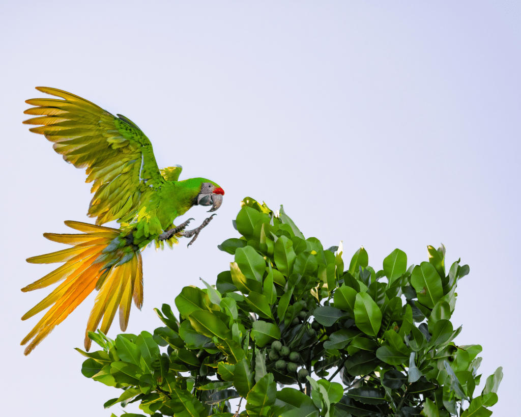 A wild Great Green Macaw comes in for a landing