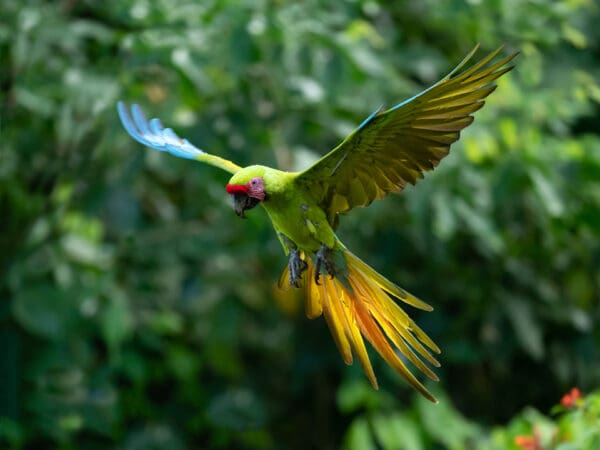 Great Green Macaws: ADOPTA Bosque