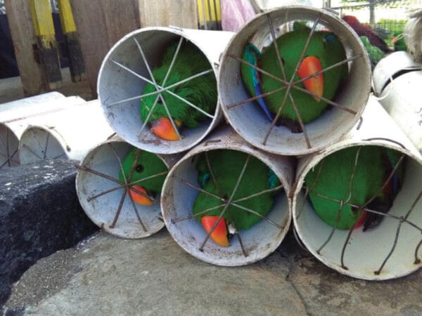 Fighting Parrot Trafficking in Indonesia