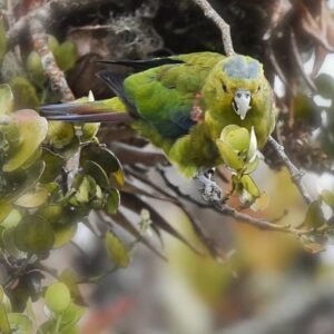 A wild Indigo-winged Parrot feeds in a tree