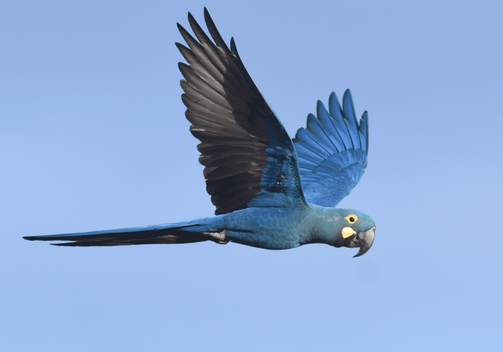 A wild Lear's Macaw in flight