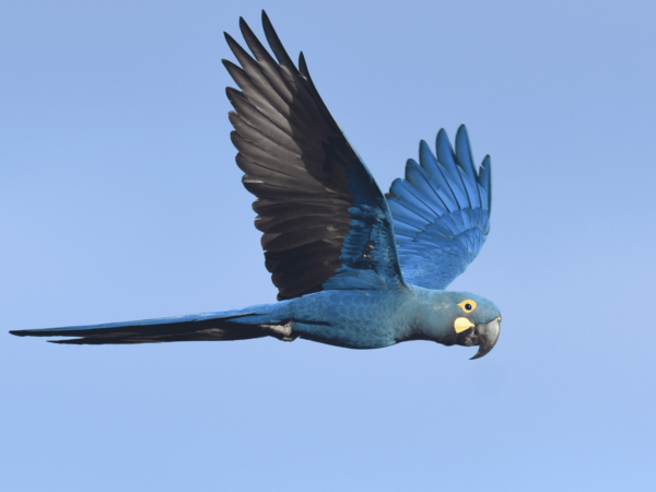 Lear’s Macaw Research