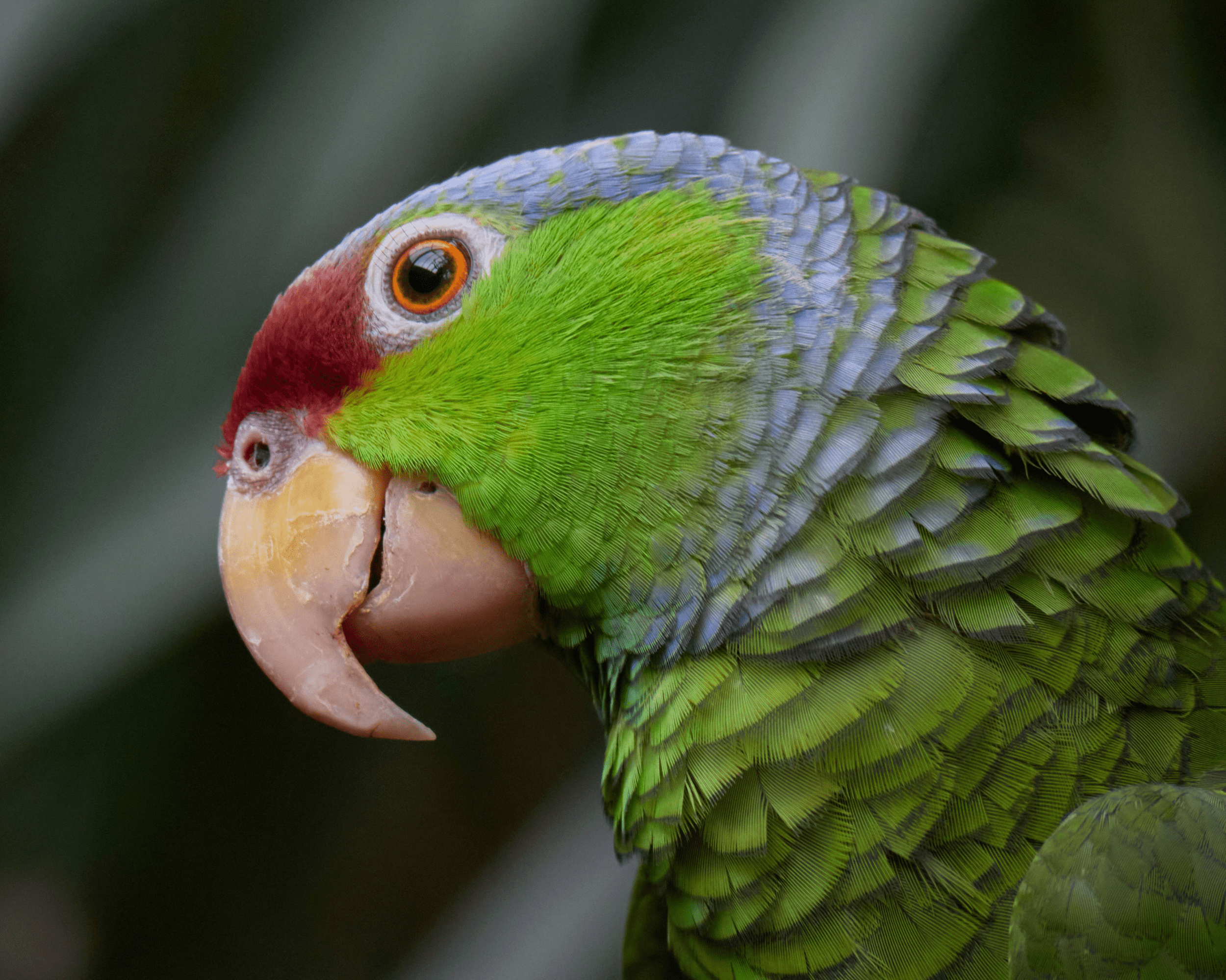 Lilac-crowned Amazons: Conservation Research