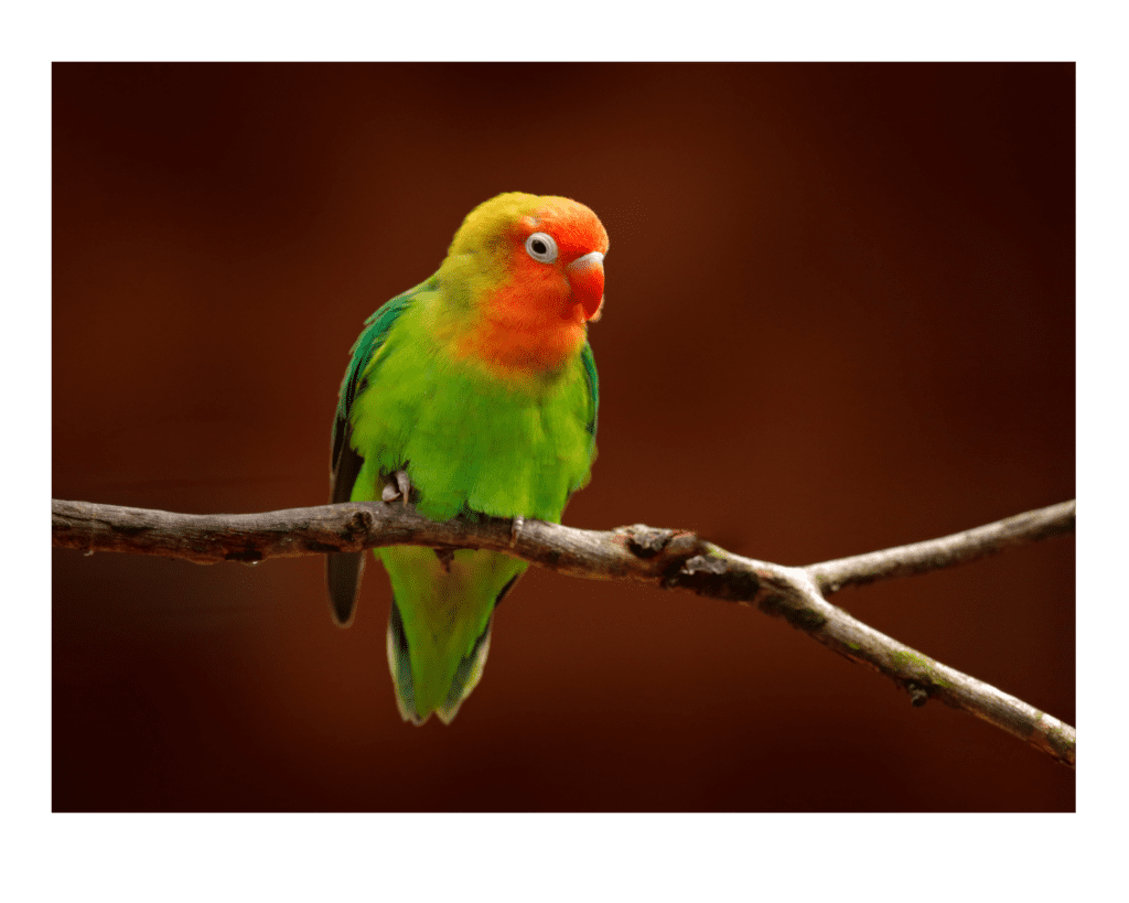 A Lilian's Lovebird perches on a branch