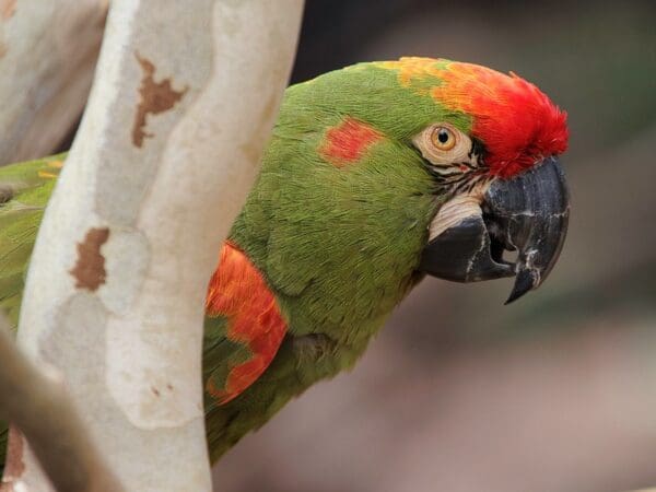 Red-fronted Macaw Conservation Fieldwork