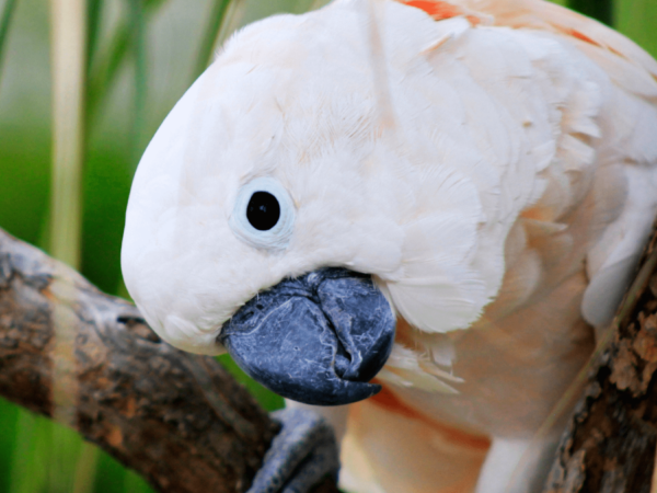 Moluccan Cockatoo Conservation