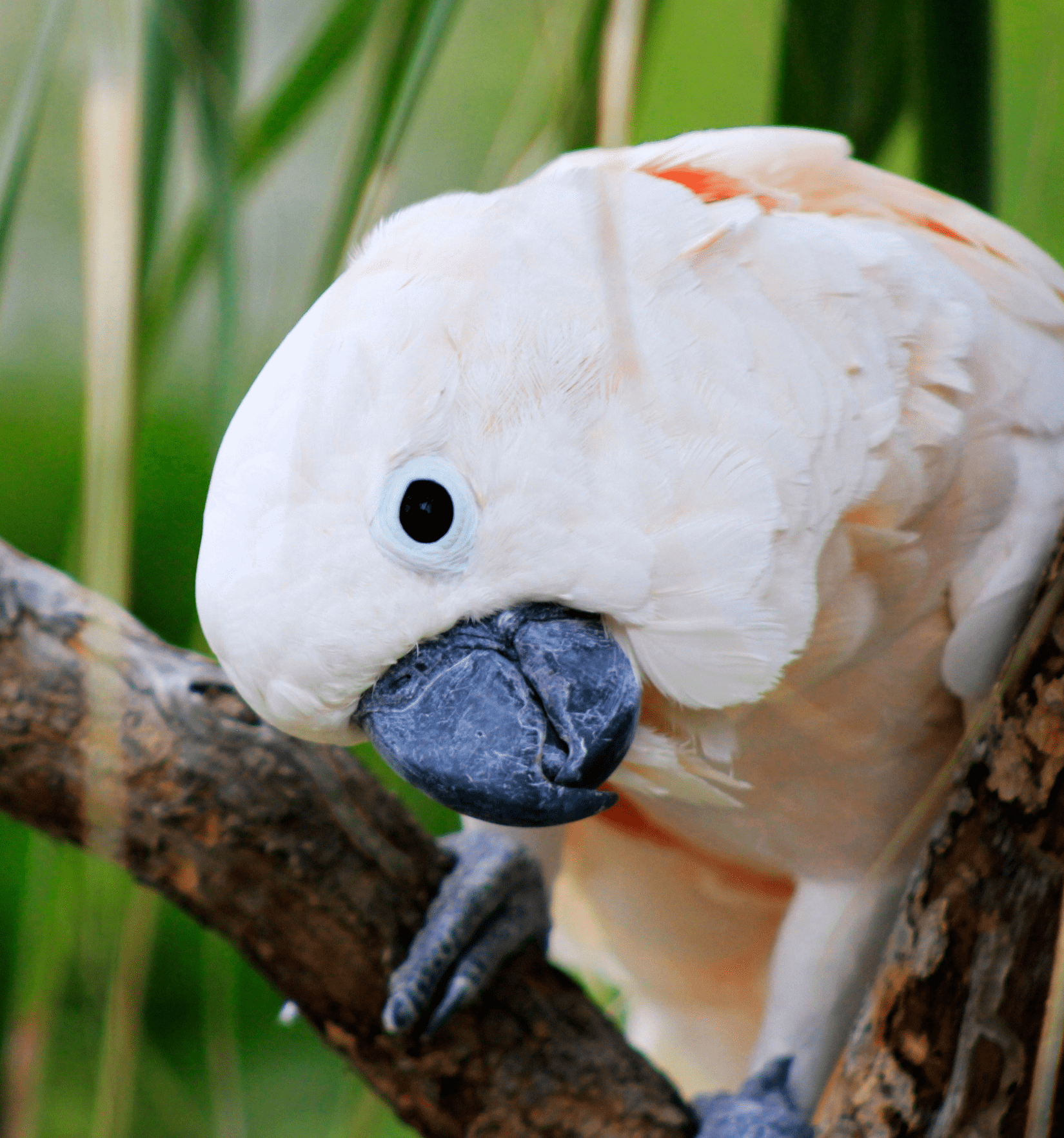 Moluccan Cockatoo Conservation