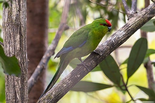 New Caledonian Parakeet Conservation