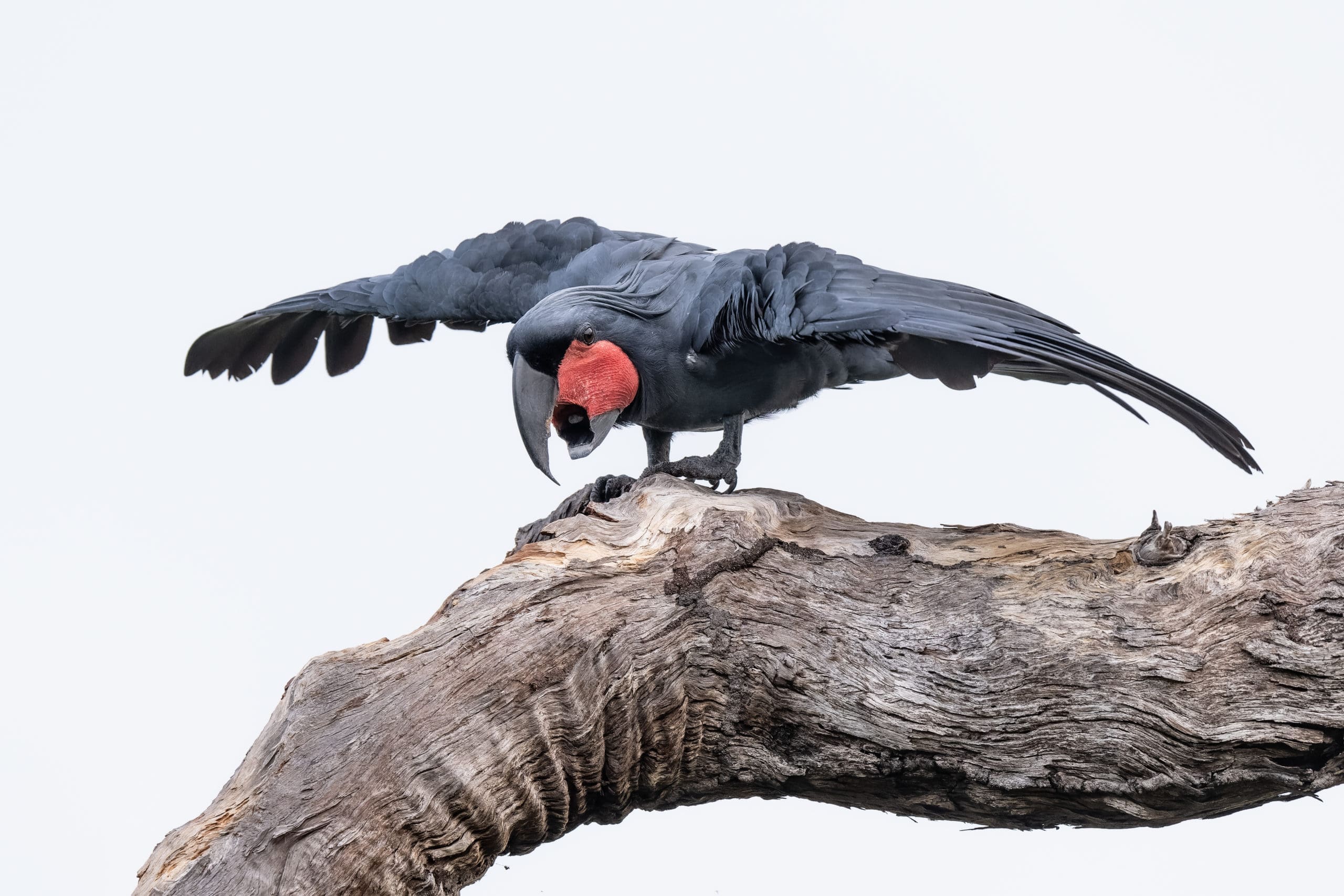 Palm Cockatoo Research