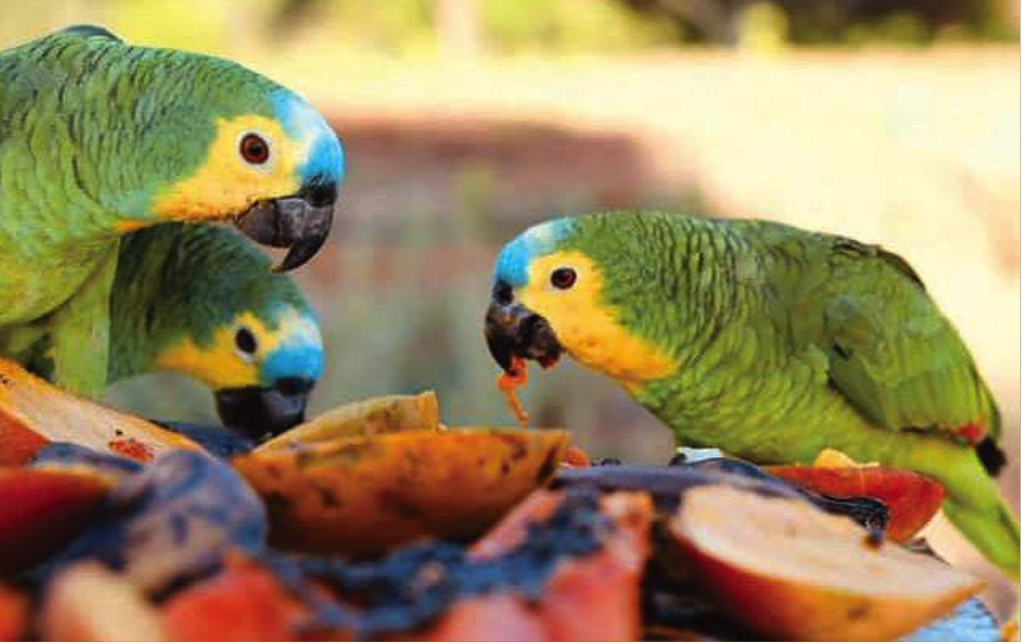 Saving At-Risk Parrots: Caatinga Parrots Project