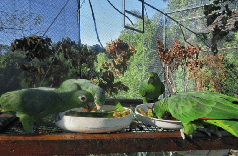 Rescuing and Releasing Parrots: ASM Cambaquara