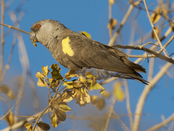 Rüppell’s Parrot Research