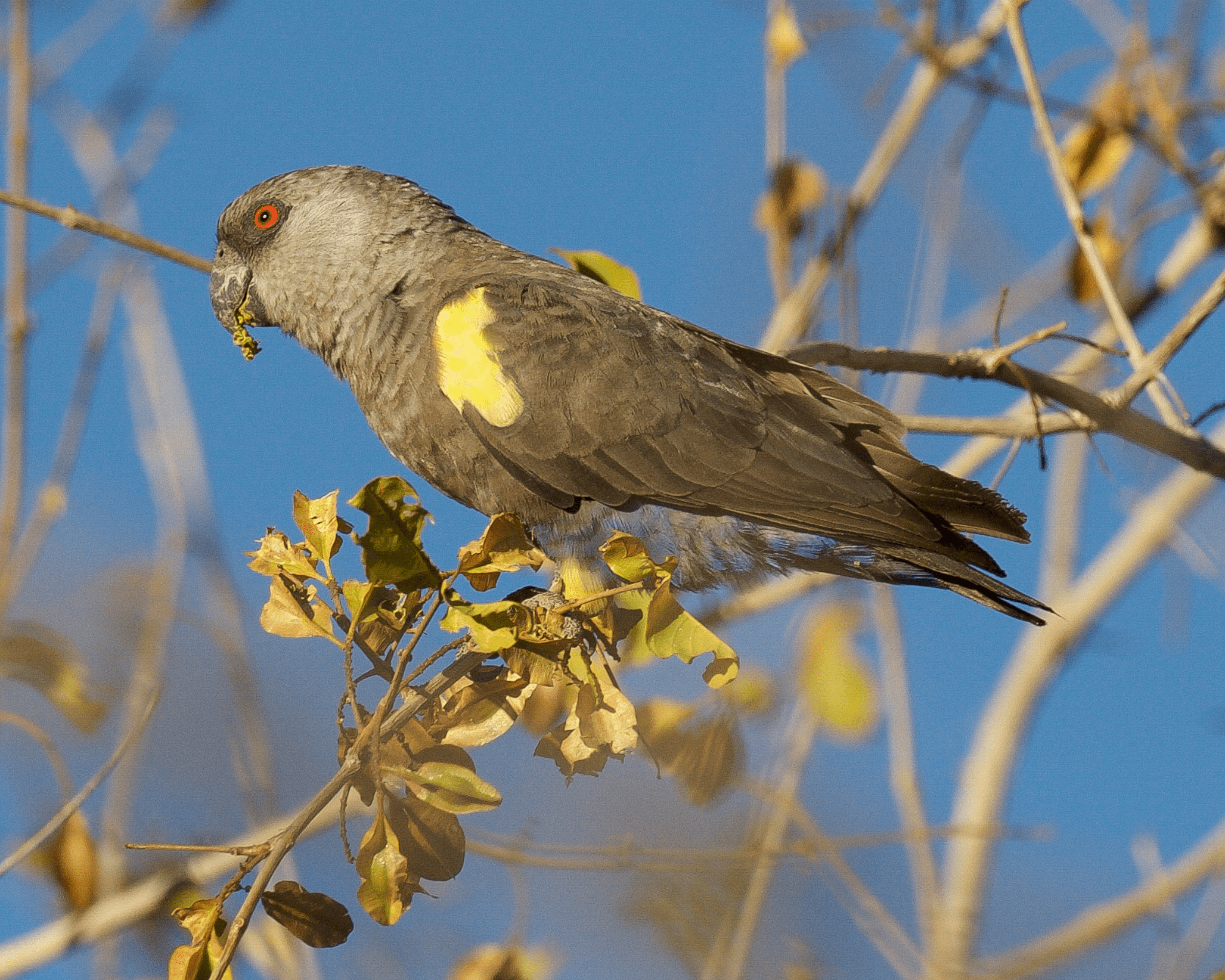 Rüppell’s Parrot Research