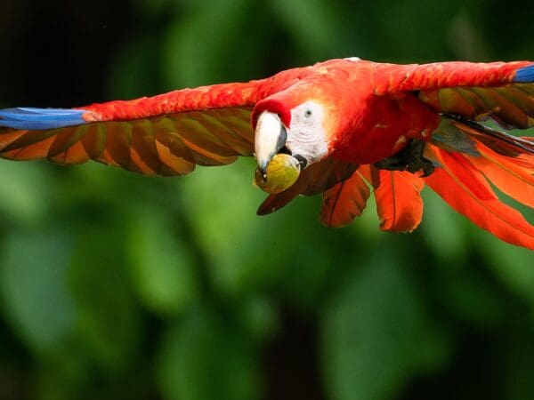 Scarlet Macaw Reintroductions