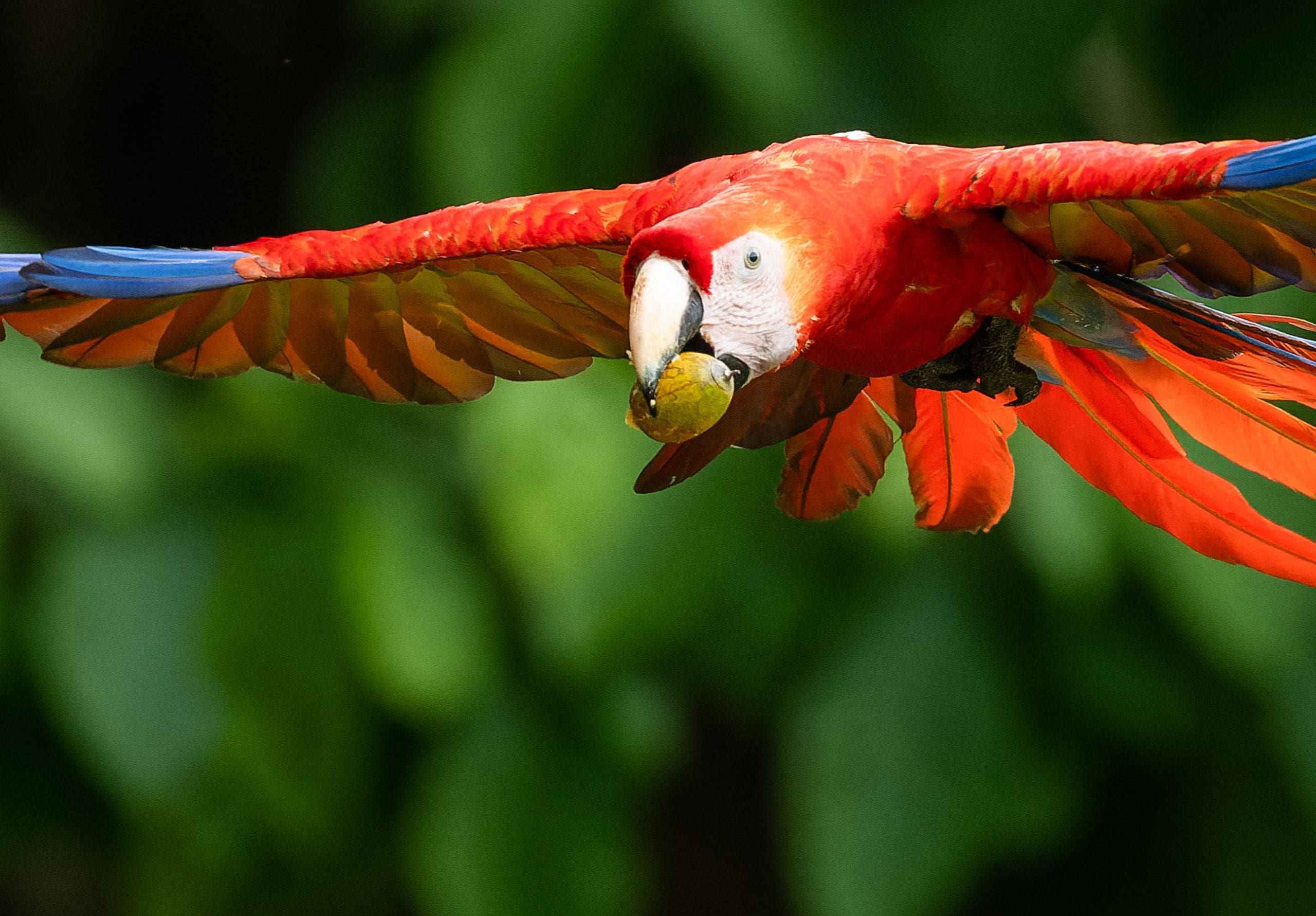 Scarlet Macaw Reintroductions