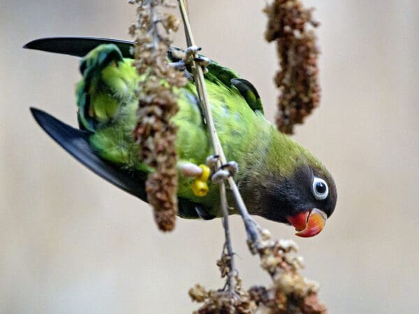 Saving Black-cheeked Lovebirds