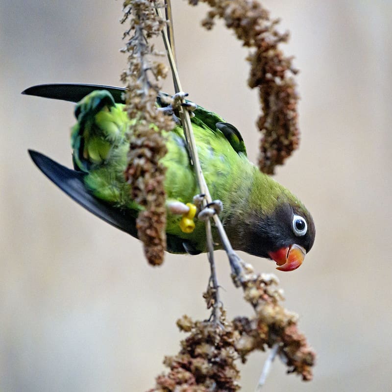 Saving Black-cheeked Lovebirds