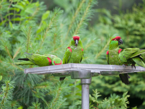 Thick-billed Parrot Conservation Research