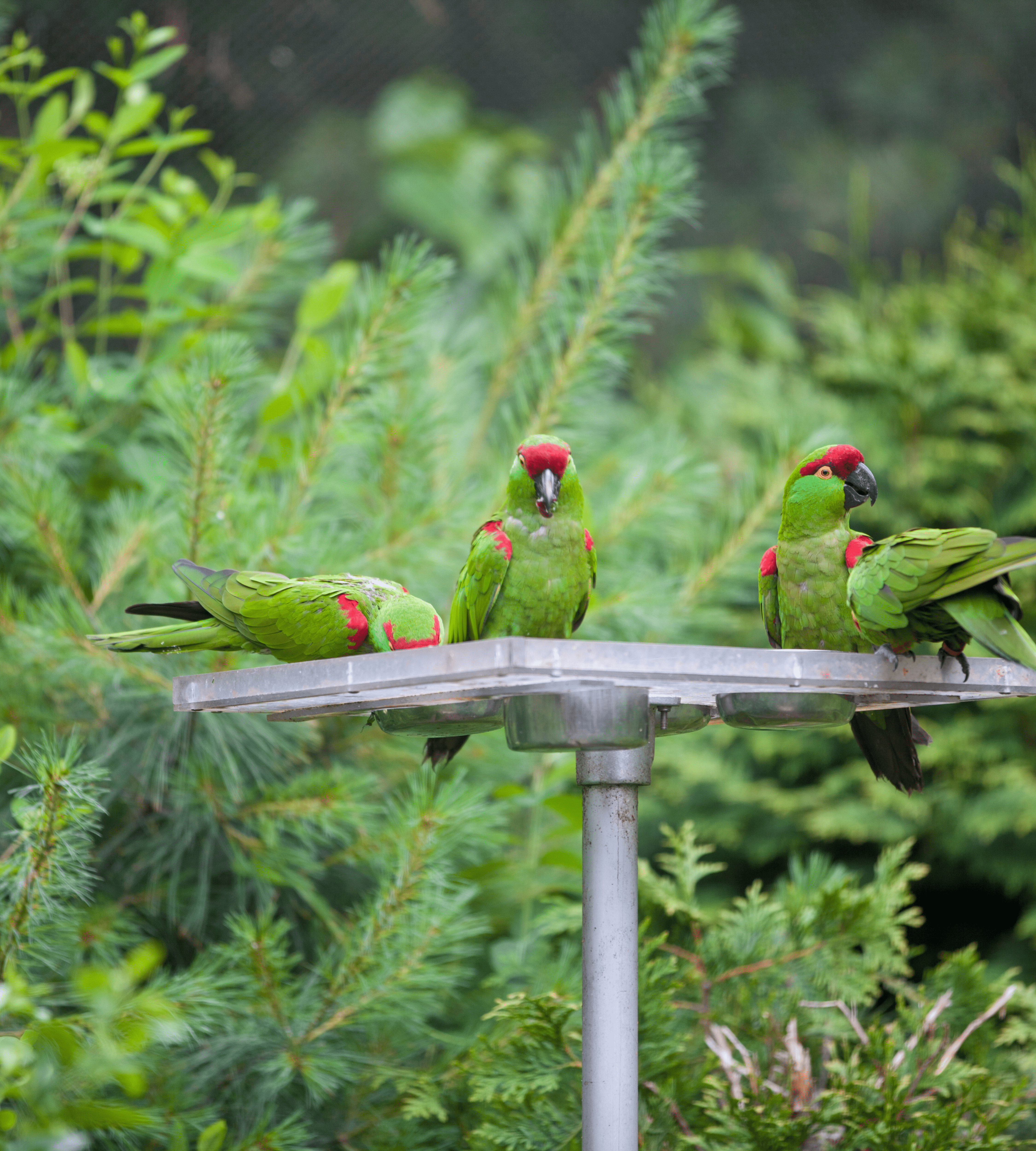 Thick-billed Parrot Conservation Research