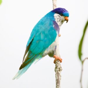 A wild Ultramarine Lorikeet perches on a branch