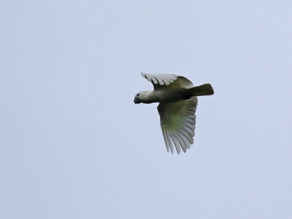 Blue-eyed Cockatoo Conservation Research