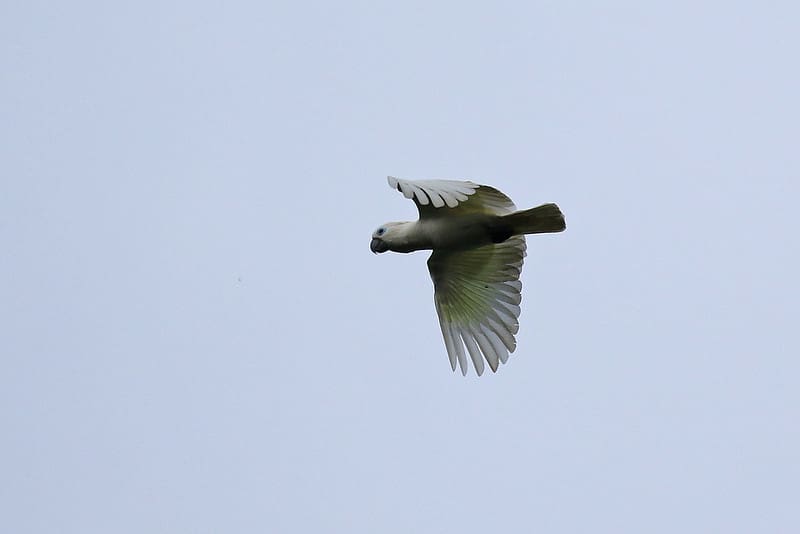 A wild Blue-eyed Cockatoo in flight