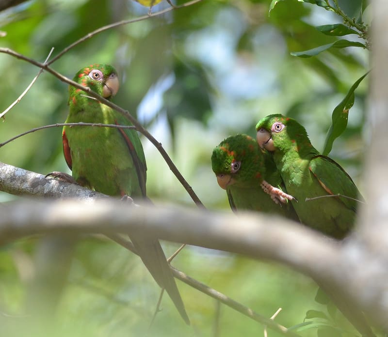 Cuban Conure Fieldwork