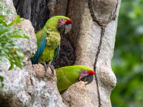 Great Green Macaws: Panama Wildlife Conservation