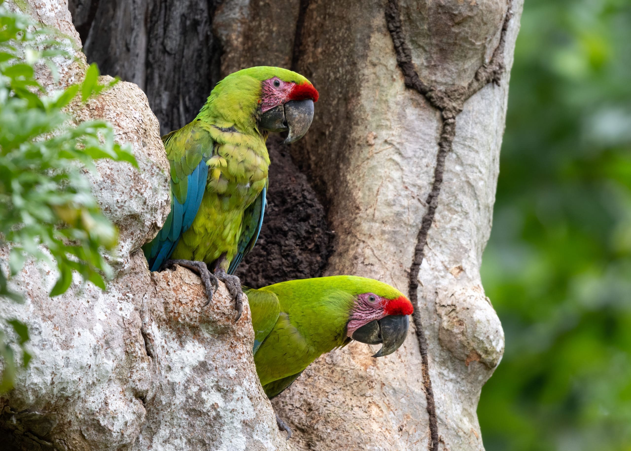 Great Green Macaws: Panama Wildlife Conservation