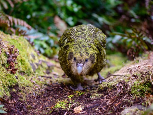 Kākāpō Recovery Efforts