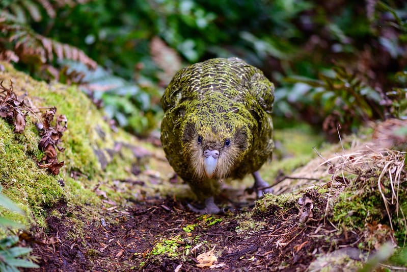 Kākāpō Recovery Efforts