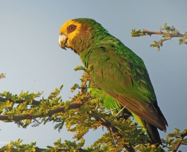 A wild Yellow-fronted Parrot perches in a tree