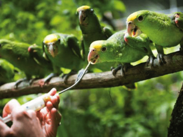 Saving Belize’s Parrots: Belize Bird Rescue