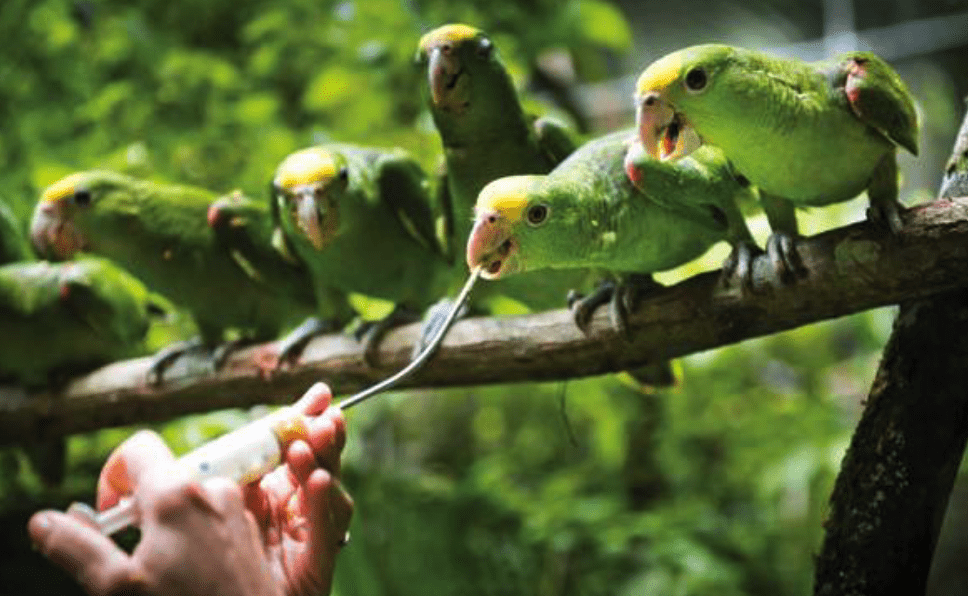 Saving Belize’s Parrots: Belize Bird Rescue