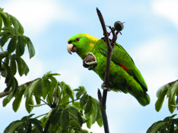 Yellow-naped Amazons: Conservation Partnerships