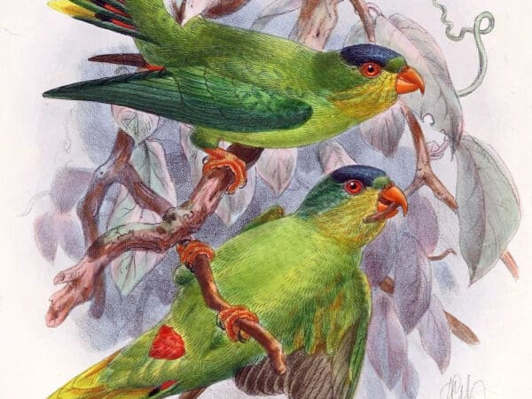 New Caledonian Lorikeet Surveys