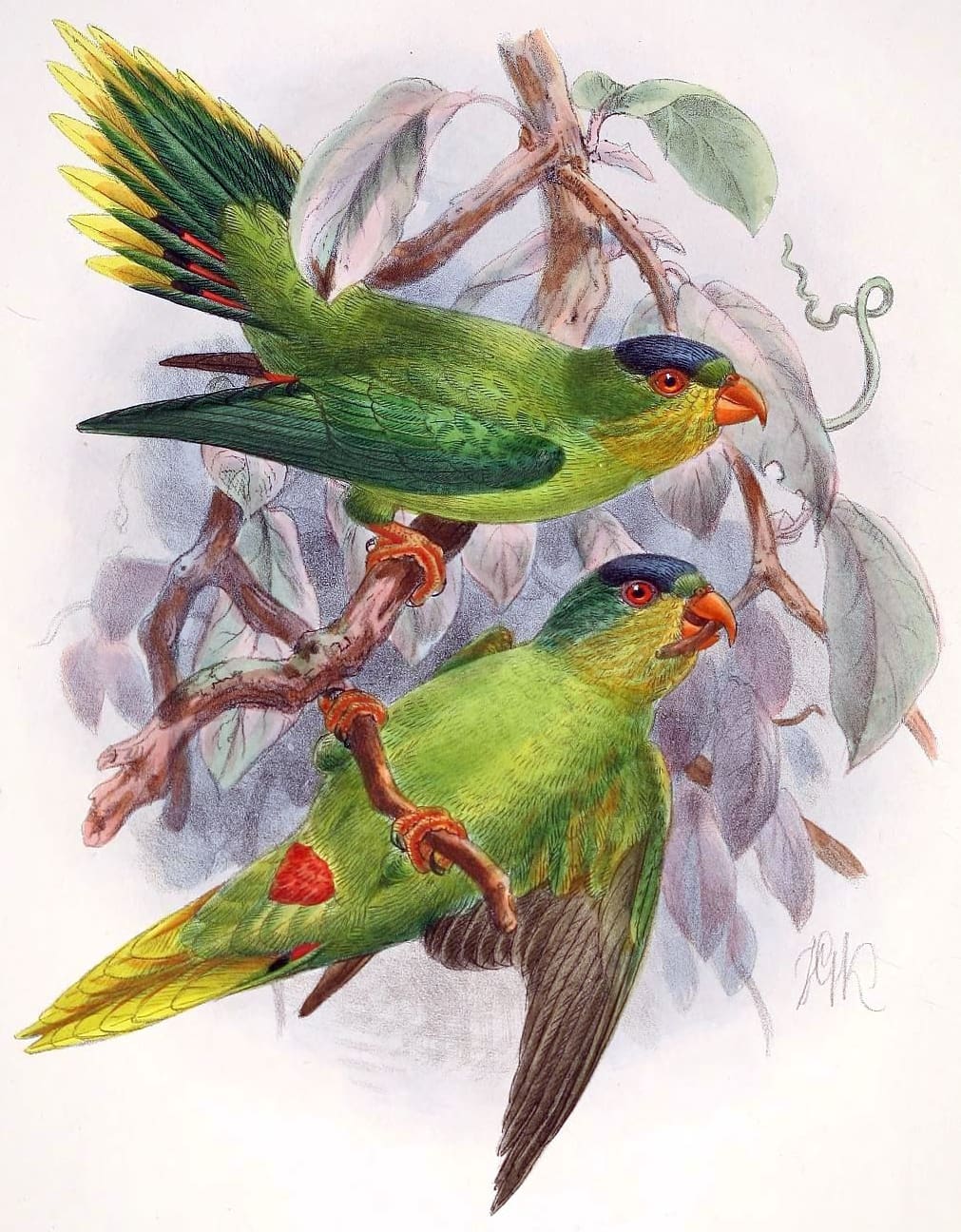 New Caledonian Lorikeet Surveys