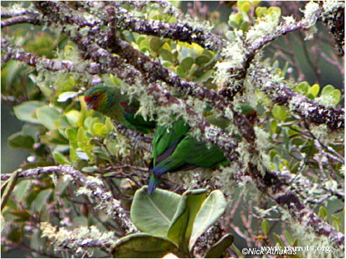 Red-faced Parrot Conservation