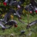 Wild Grey Parrots take flight