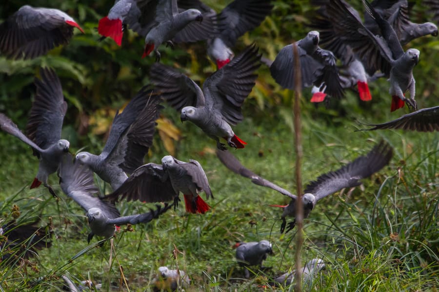 Is an End to the Trade in Wild Grey Parrots in Sight?