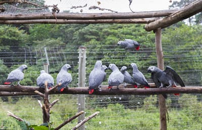 Grey Parrots: Confiscation and Rehabilitation