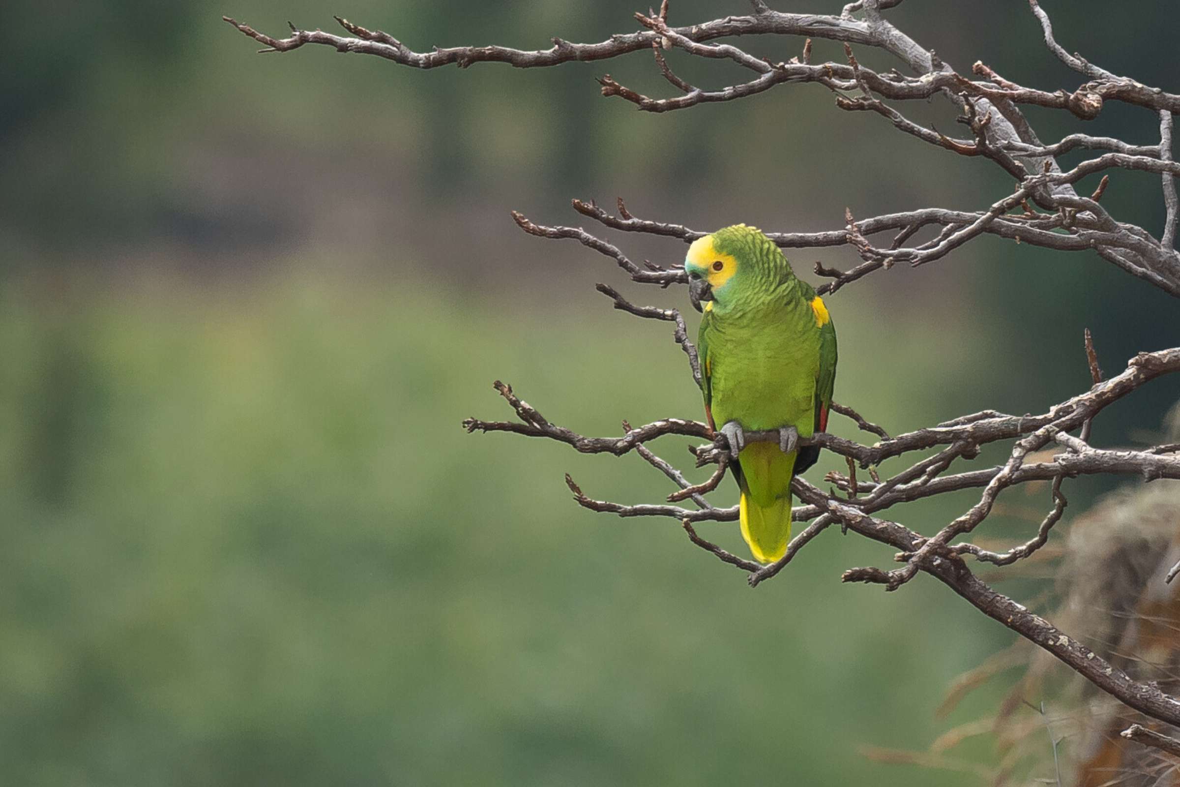 Can the parrots count on your support?