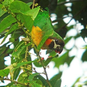 A wild Dusky-cheeked Fig Parrot forages in a tree