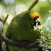 A wild Forbes' Parakeet feeds