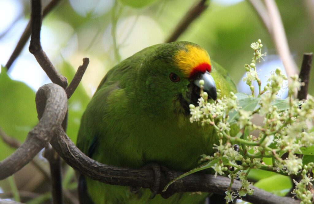 A wild Forbes' Parakeet feeds