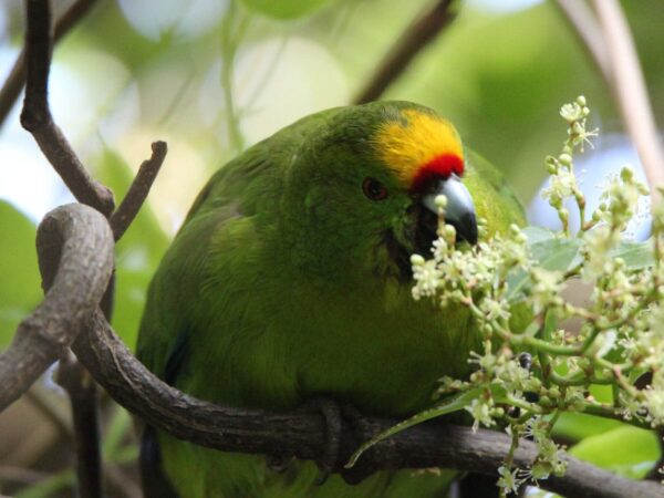 Chatham Parakeet Fieldwork