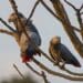 Wild Grey Parrots perch in a tree