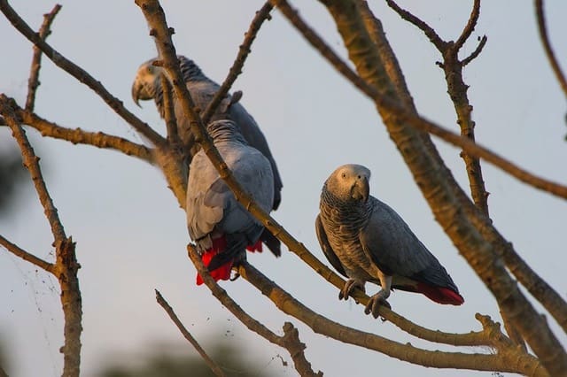 Ban on trade in wild Grey parrots comes into effect